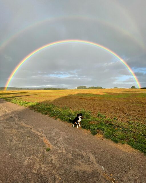 Packliste für Hunde wandern